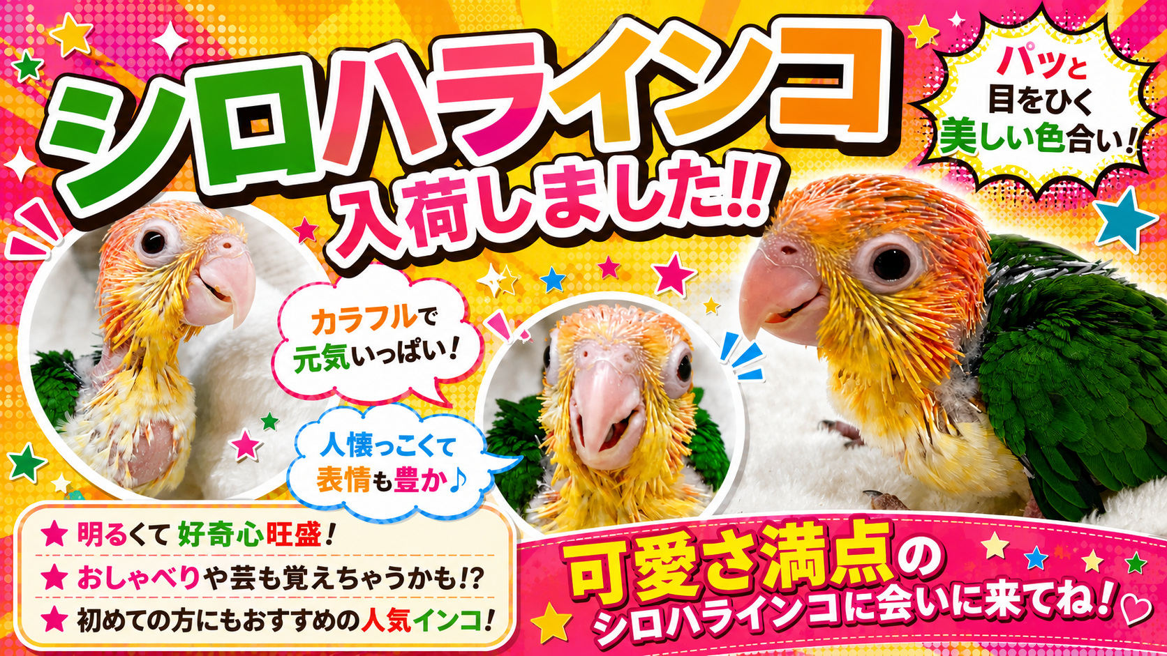 ペットプラザくらす西宮今津店】シロハラインコ入荷しました