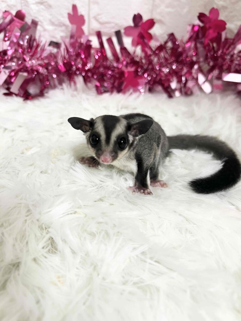 フクロモモンガ ページ フクロモモンガ完全飼育 | 株式会社誠文堂新光社