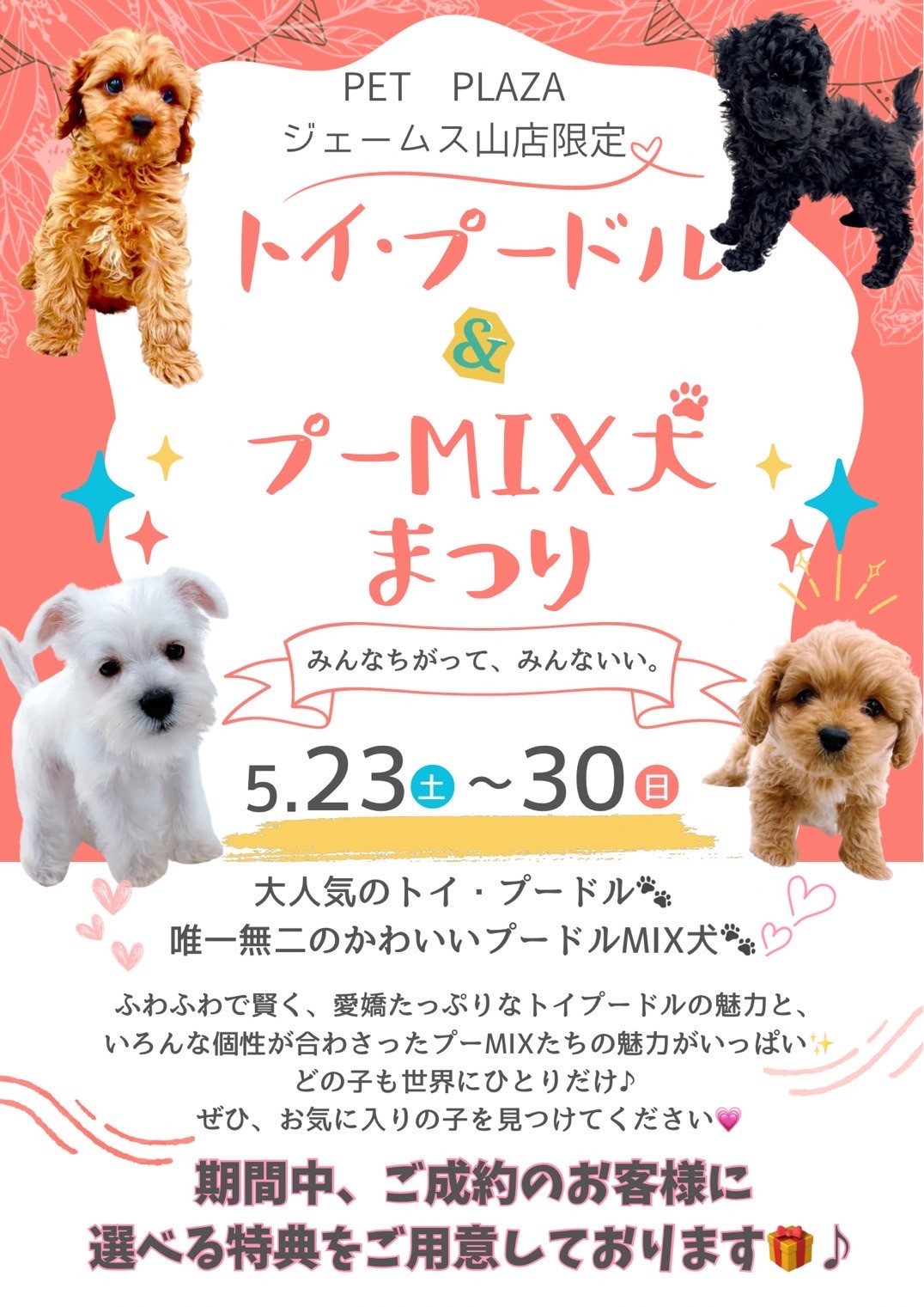 トイ・プードル＆プーMIX犬まつり | 【全国120店舗以上】ペット