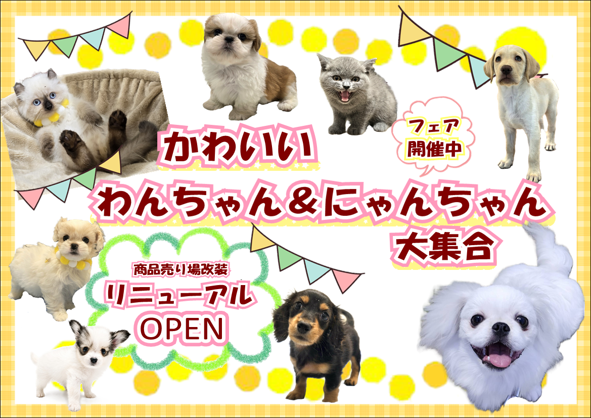 かわいいわんちゃん＆にゃんちゃん大集合 | 【全国120店舗以上】ペット