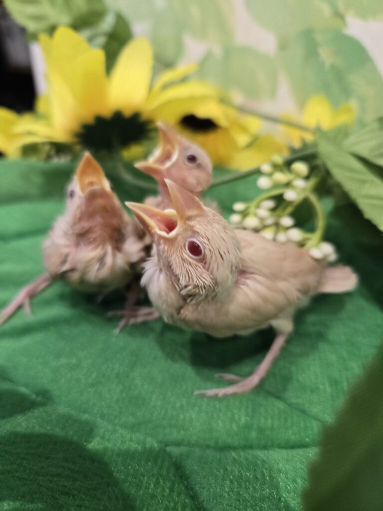 シナモン文鳥 | 【全国120店舗以上】ペットショップ｜コーワペッツ
