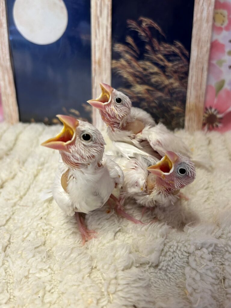 白文鳥 | 【全国120店舗以上】ペットショップ｜コーワペッツ・ペッツ