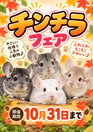 チンチラフェア」開催！！ | 【全国120店舗以上】ペットショップ