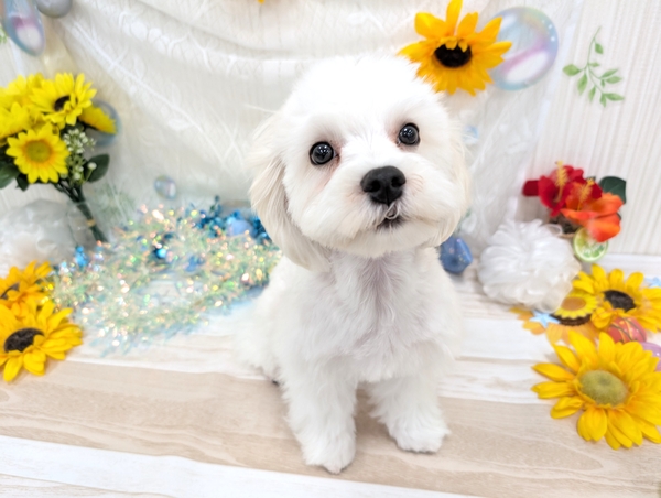 オーダー受付　Xmas　マルチーズ　ご予約ページ　10/28 オーダー受付 Xmas マルチーズ ご予約ページ 10/28