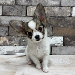 チワワ×パピヨン | 【全国120店舗以上】ペットショップ