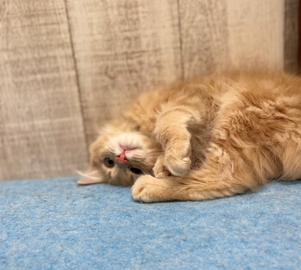 メイン・クーン | 【全国120店舗以上】ペットショップ