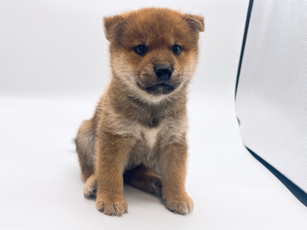 柴犬 5751 柴犬 黒：おもちゃ：百町森