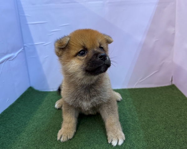 柴犬 令和07年07月31日 水江 犬（柴）♂｜倉敷市公式ホームページ