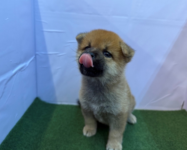 超激レア、UZU立派なジョニー柴犬メス Amazon.co.jp: Mr.Z 1/6 サイズ 柴犬 シバイヌ 可愛い 滑稽 犬