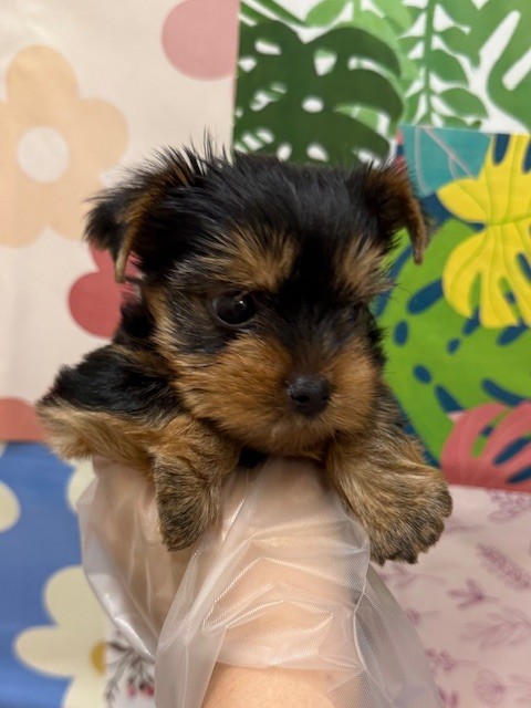MATILDA Ame life トレーナー ホワイト ヨークシャテリア　犬 MATILDA Ame life トレーナー ホワイト ヨークシャテリア 犬