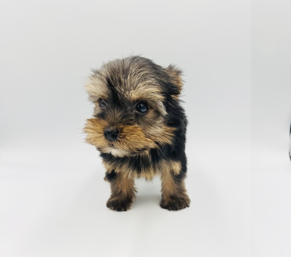 MATILDA Ame life トレーナー ホワイト ヨークシャテリア　犬 ヨークシャ―テリアミートアップ2022 30mスプリント予約ページ