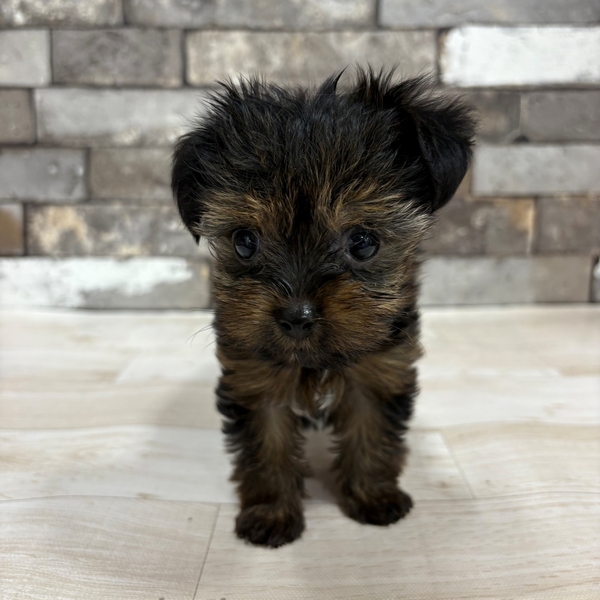 フォンテーヌ　ドレッシーペット　ヨークシャテリア Yahoo!オークション - FONTAINE フォンテーヌ DRESSY PET