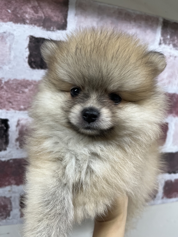 ポメラニアン ポメラニアン（板橋店） - 世田谷区にあるペットショップ（子犬
