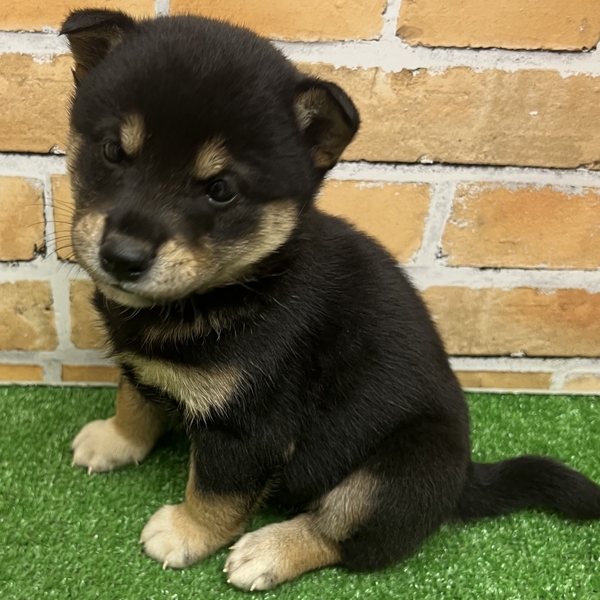 犬ページ 楽天市場】【16%OFFクーポン!30日まで】ペット サークル ペット