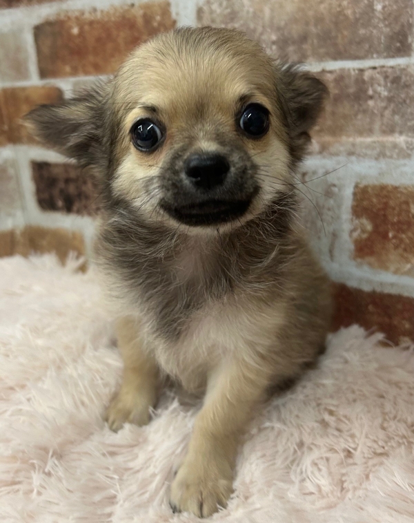 チワワ | 【全国120店舗以上】ペットショップ｜コーワペッツ