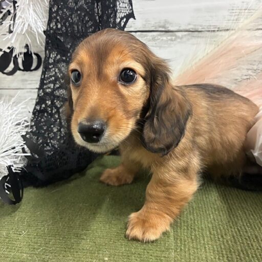 ミニチュアダックスフンド | 【全国120店舗以上】ペットショップ