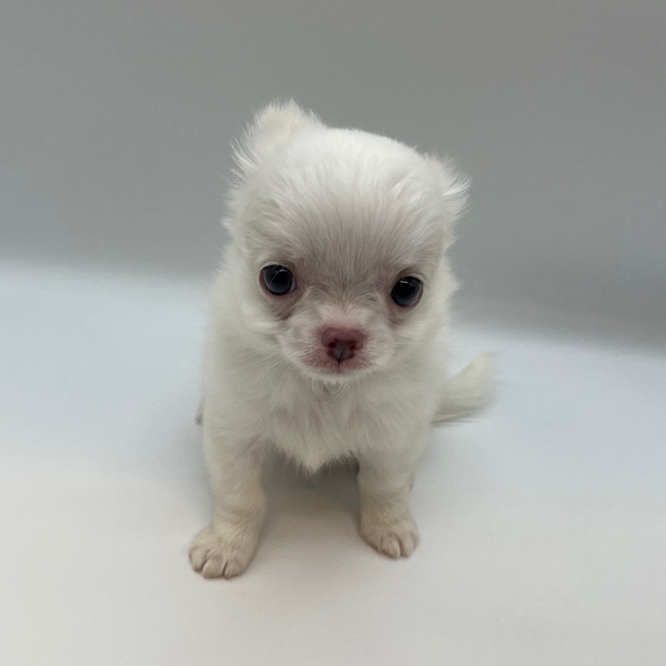 犬 チワワ キャンパス チワワ｜子犬情報 – ブリーダーのお店CanCan