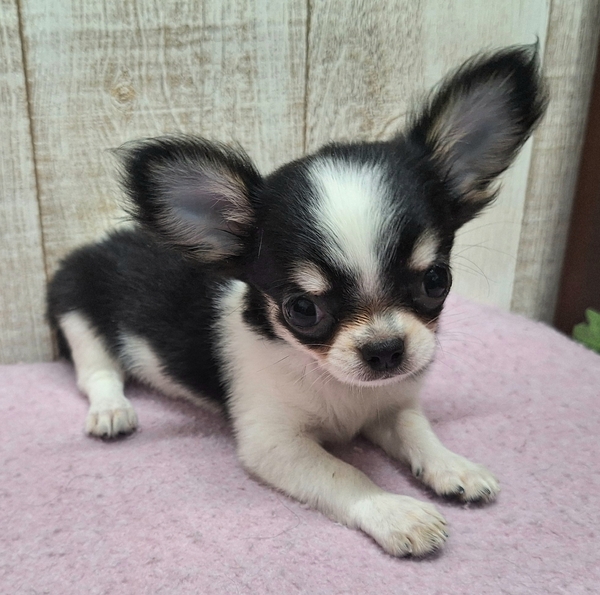 チワワページ チワワ | 【全国120店舗以上】ペットショップ｜コーワペッツ