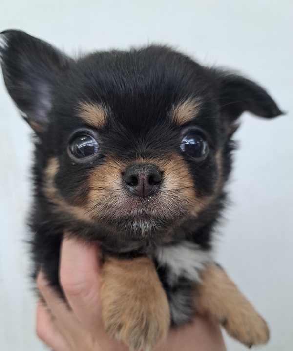 チワワ MIX（チワワ×ペキニーズ） | さいたま市の有限会社ぽちプラザ