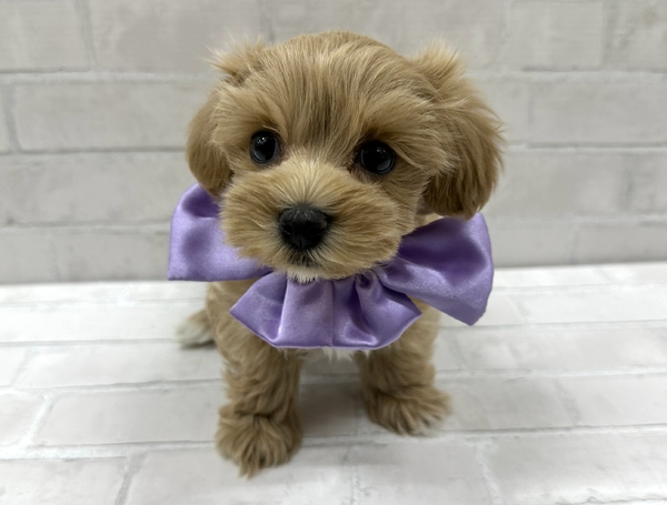 トイ・プードル×マルチーズ | 【全国120店舗以上】ペット