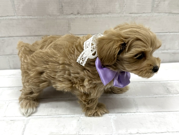 ☆新品☆DOG ポストスタンド マルチーズ シーズー トイプードル トイ・プードル×マルチーズ | 【全国120店舗以上】ペット