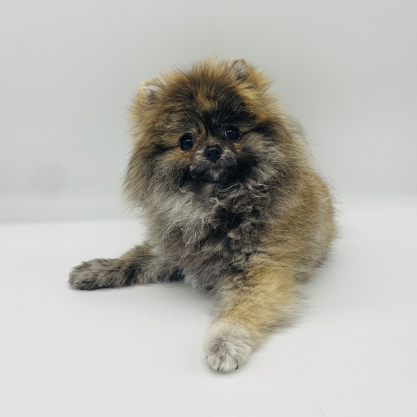 確認ページ♡ポメラニアン ポメラニアン | 【全国120店舗以上】ペットショップ