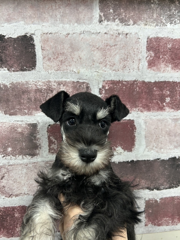 ミニチュア・シュナウザー | 【全国120店舗以上】ペットショップ