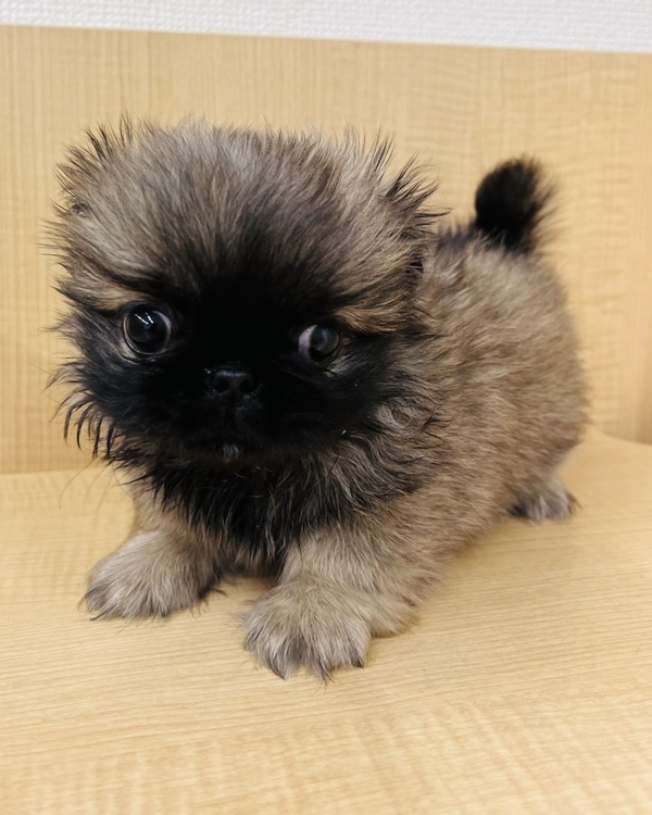 ペキニーズ | 【全国120店舗以上】ペットショップ｜コーワペッツ