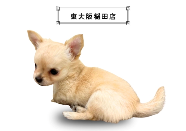 チワワ | 【全国120店舗以上】ペットショップ｜コーワペッツ・ペッツ