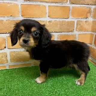 チワワ×ミニチュア・ダックスフント | 【全国120店舗以上】ペット