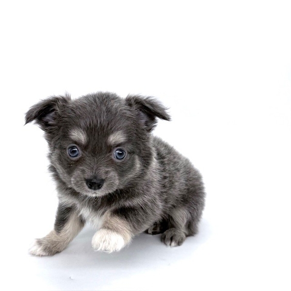 チワワ | 【全国120店舗以上】ペットショップ｜コーワペッツ・ペッツ