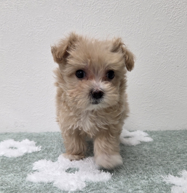 マルチーズ×トイ・プードル | 【全国120店舗以上】ペットショップ