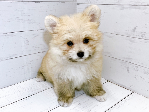 ポメラニアン×マルチーズ | 【全国120店舗以上】ペットショップ