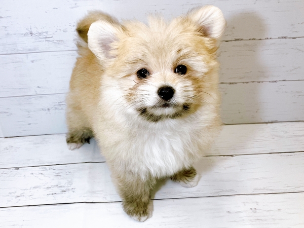 ポメラニアン×マルチーズ | 【全国120店舗以上】ペットショップ