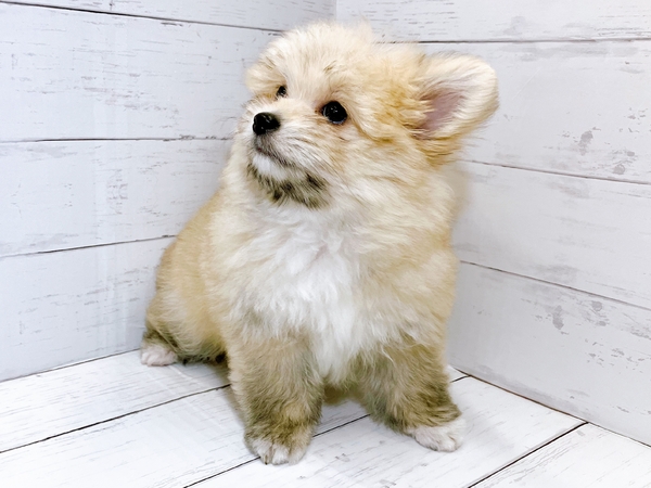 ポメラニアン×マルチーズ | 【全国120店舗以上】ペットショップ