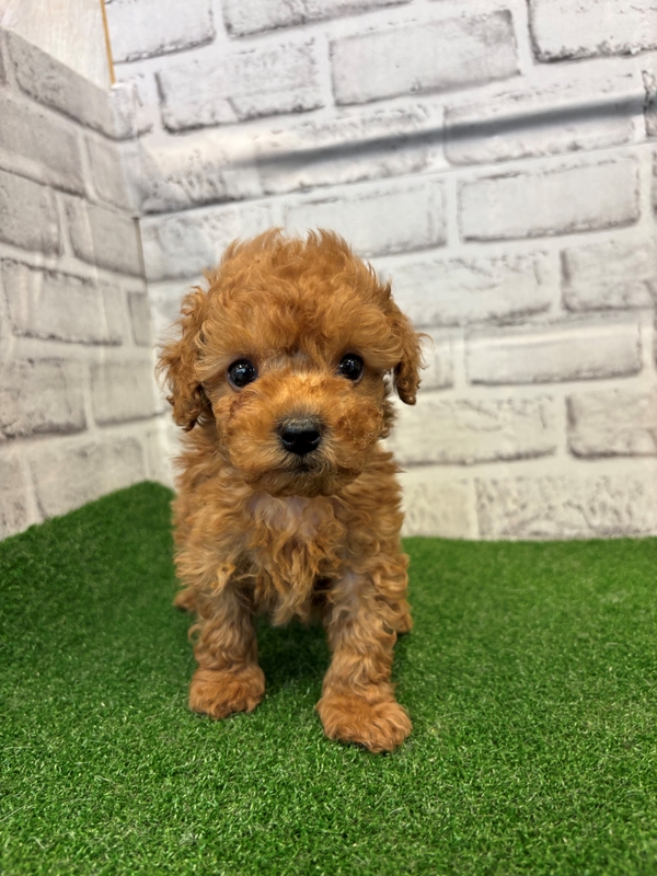 ❦トイプードル✩ご予約受付ページ❦ トイ・プードル | 【全国120店舗以上】ペットショップ｜コーワペッツ