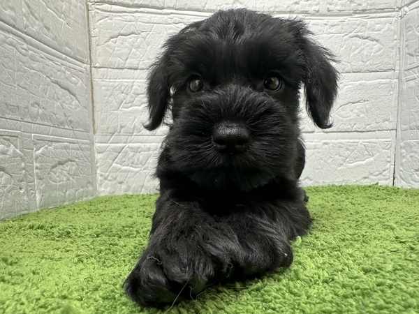 オーダー受付　シュナウザー　ご予約ページ　1/18 ミニチュア・シュナウザー | 【全国120店舗以上】ペットショップ