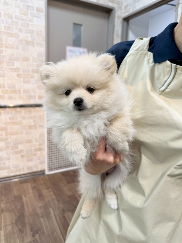 ☆受付☆ポメラニアン ポメラニアン | 【全国120店舗以上】ペットショップ｜コーワペッツ