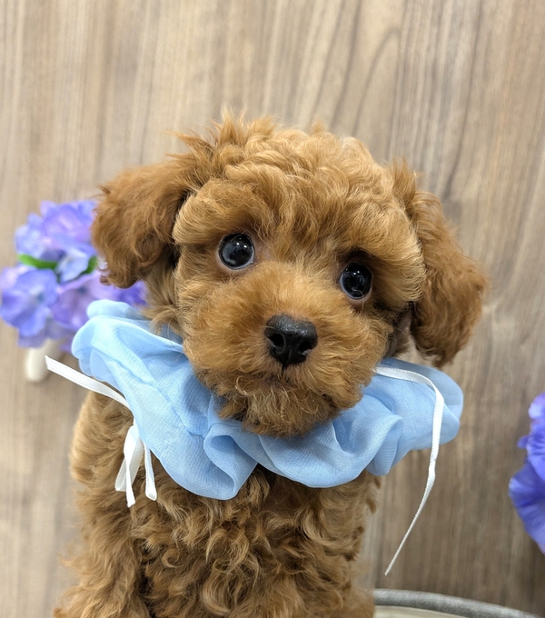❦トイプードル✩ご予約受付ページ❦ トイ・プードル | 【全国120店舗以上】ペットショップ｜コーワペッツ